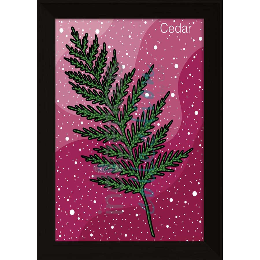Cedar by artist Marissa Indoe - Anishinaabe. Indigenous Collection