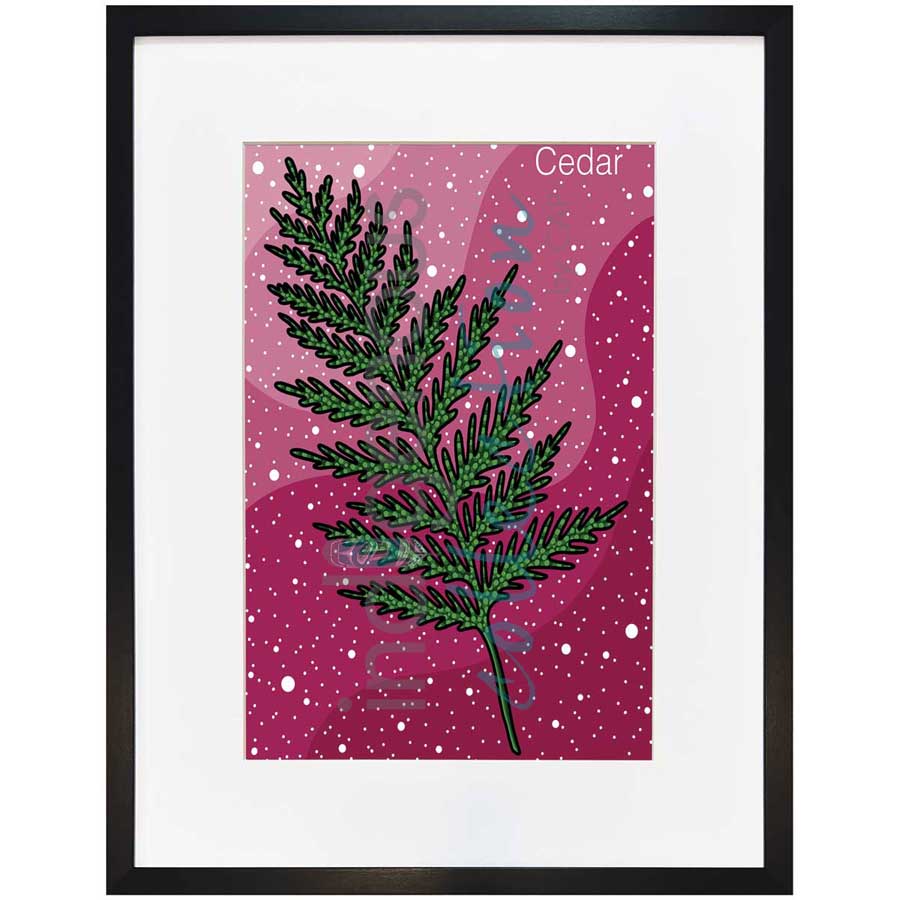 Cedar by artist Marissa Indoe - Anishinaabe. Indigenous Collection