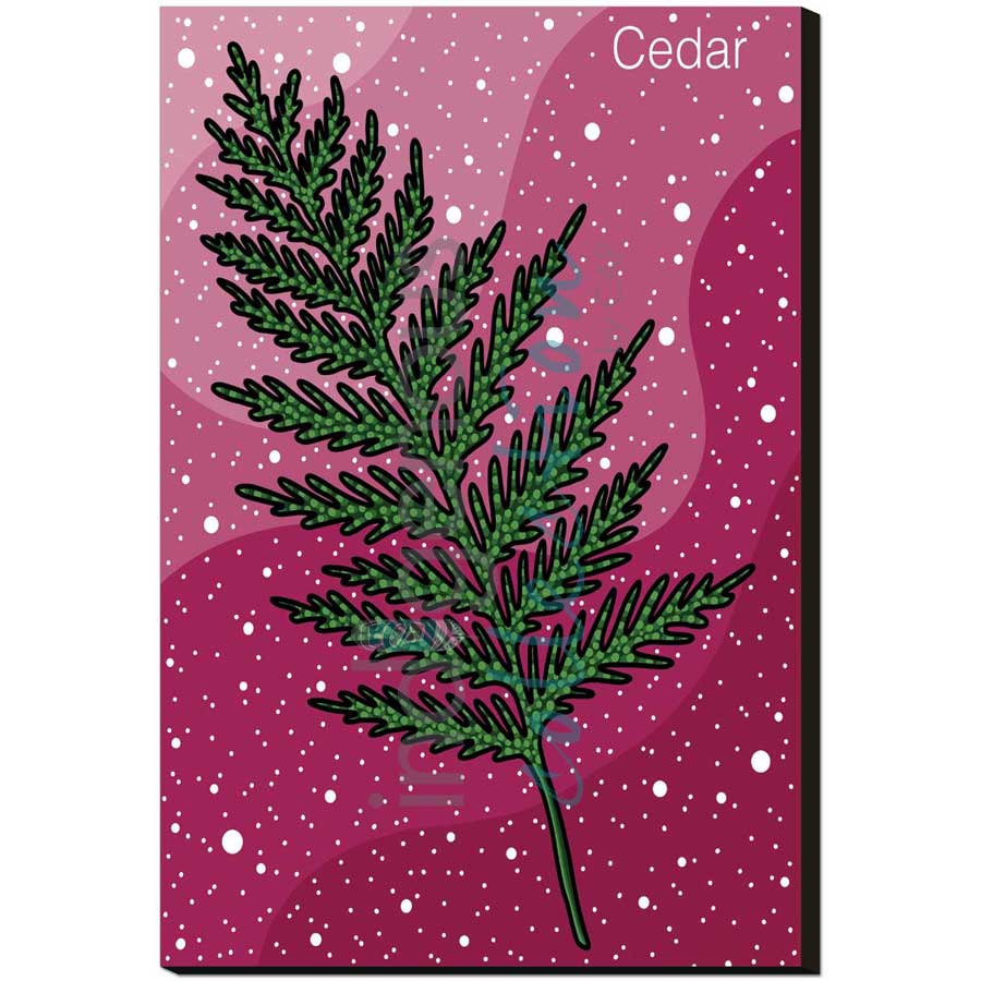 Cedar by artist Marissa Indoe - Anishinaabe. Indigenous Collection