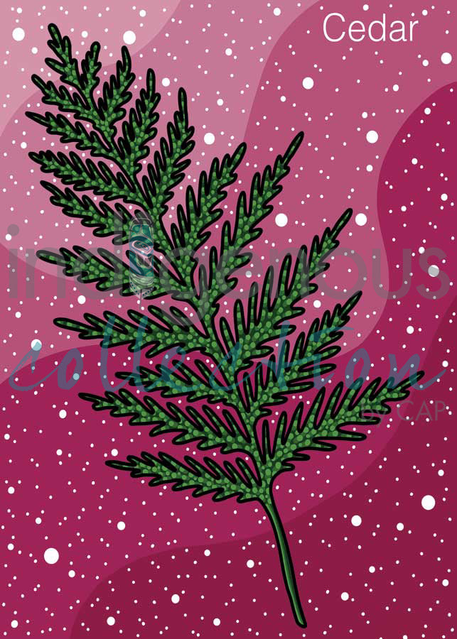 Cedar by artist Marissa Indoe