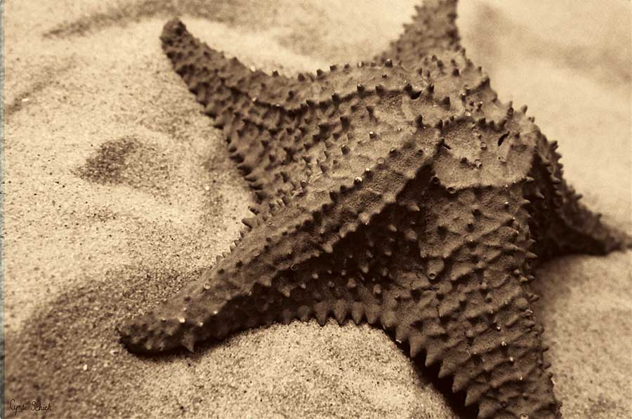 Starfish by artist  Cyndi Schick
