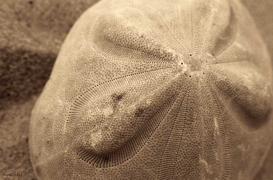 Sand Dollar by artist  Cyndi Schick
