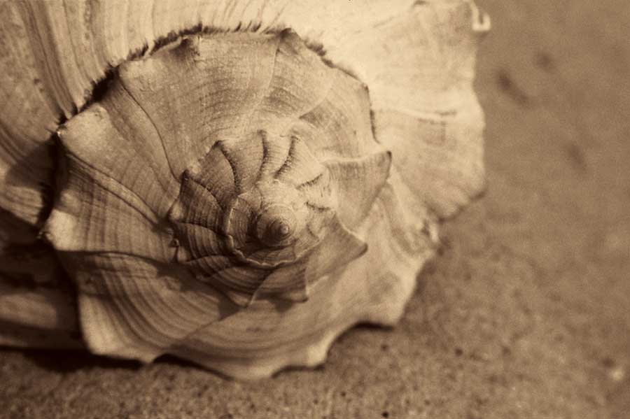 Conch by artist  Cyndi Schick