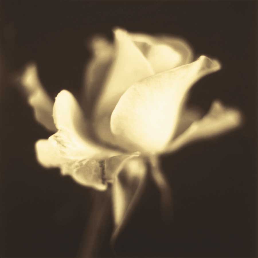 Rose Impression I by artist  Jane-Ann Butler