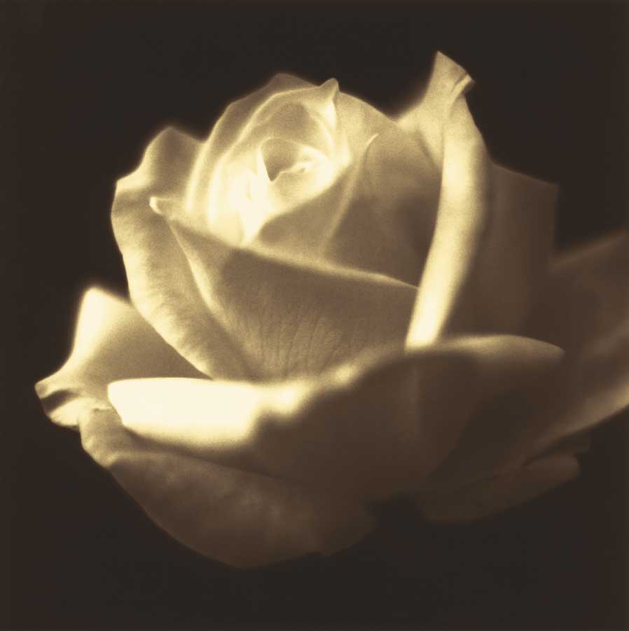 Rose Impression II by artist  Jane-Ann Butler