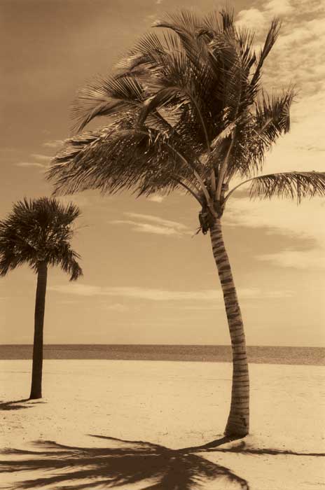 Palm Beach I by artist  Dennis Kelly