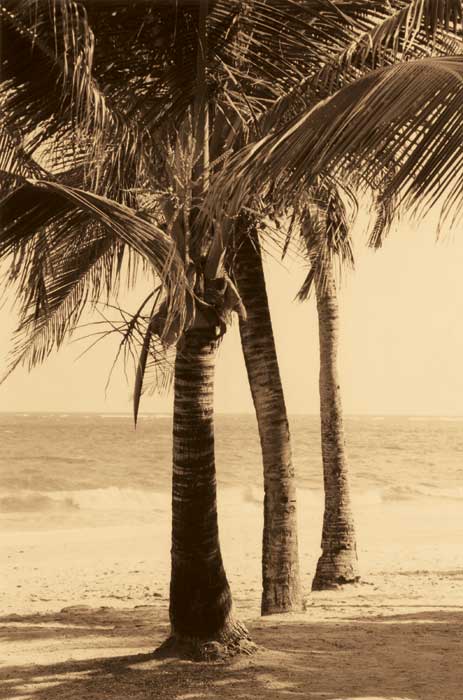 Palm Beach II by artist  Dennis Kelly