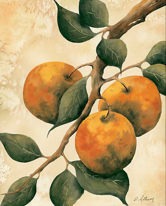 Italian Harvest - Oranges by artist  Doris  Allison