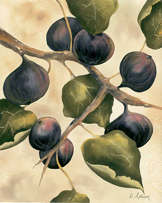 Italian Harvest - Figs by artist  Doris  Allison