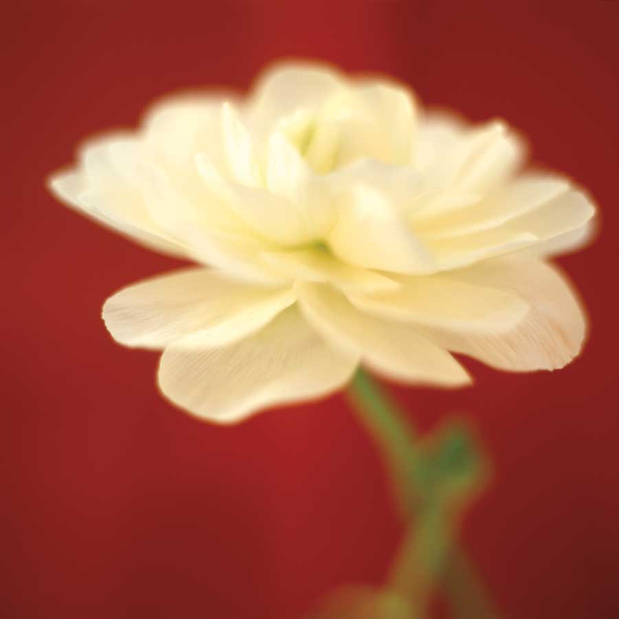 Ivory on Red by artist  Jane Ann Butler