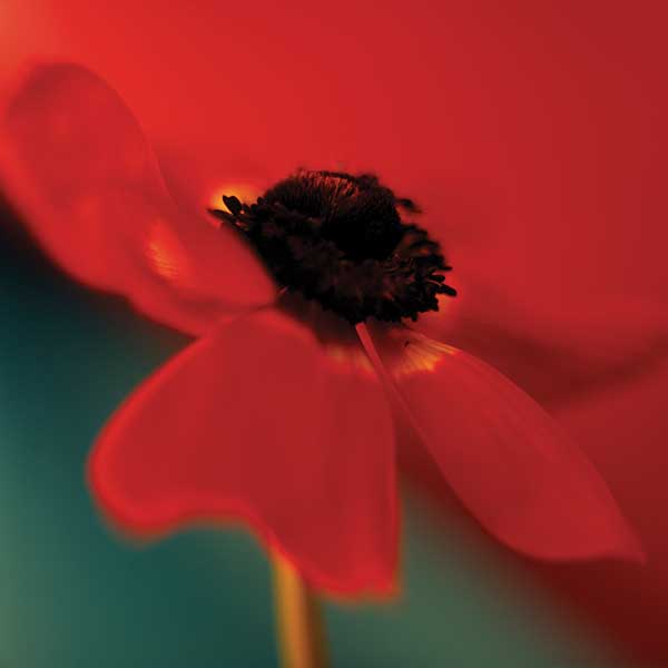 Red on Turquoise by artist  Jane Ann Butler