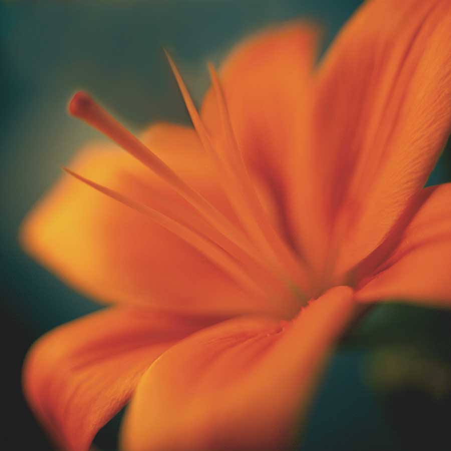 Orange on Turquoise by artist  Jane Ann Butler