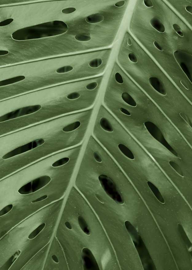 Tropica II by artist  Boyce Watt