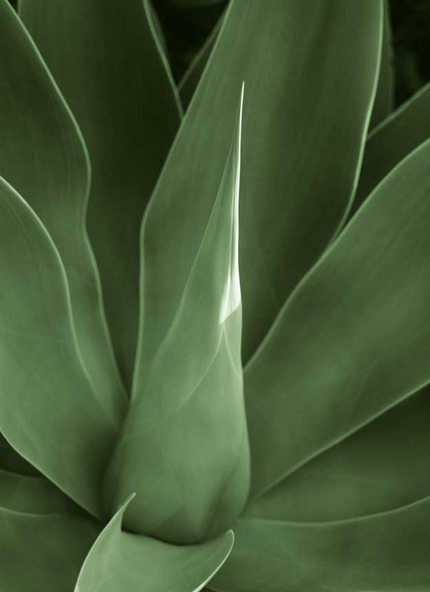 Tropica III by artist  Boyce Watt