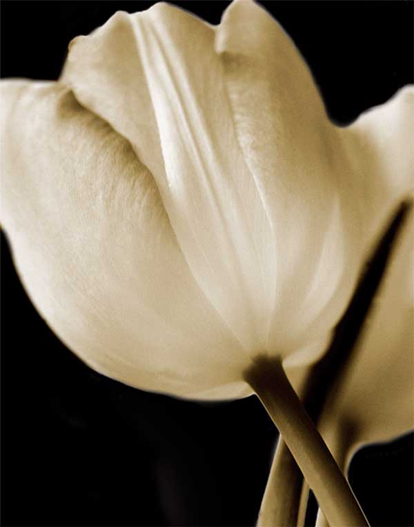 Radiance I by artist  Cinzia  Ryan