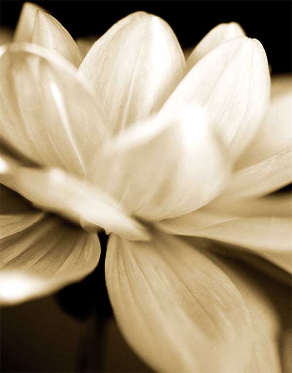 Radiance II by artist  Cinzia  Ryan