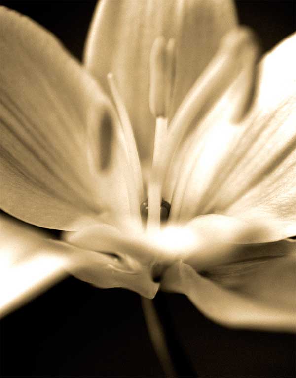 Radiance III by artist  Cinzia  Ryan