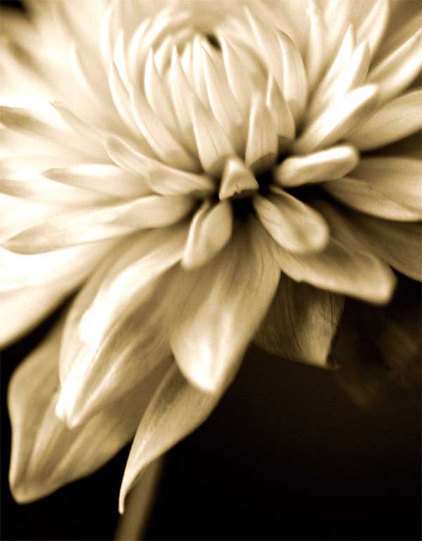 Radiance IV by artist  Cinzia  Ryan