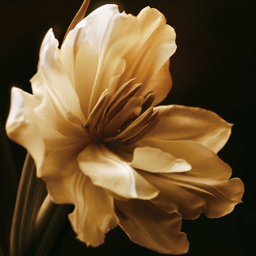 Timeless Grace I by artist  Charles  Britt