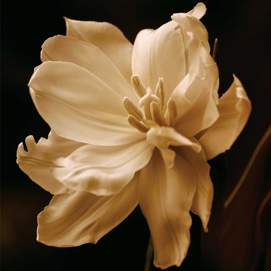 Timeless Grace II by artist  Charles  Britt