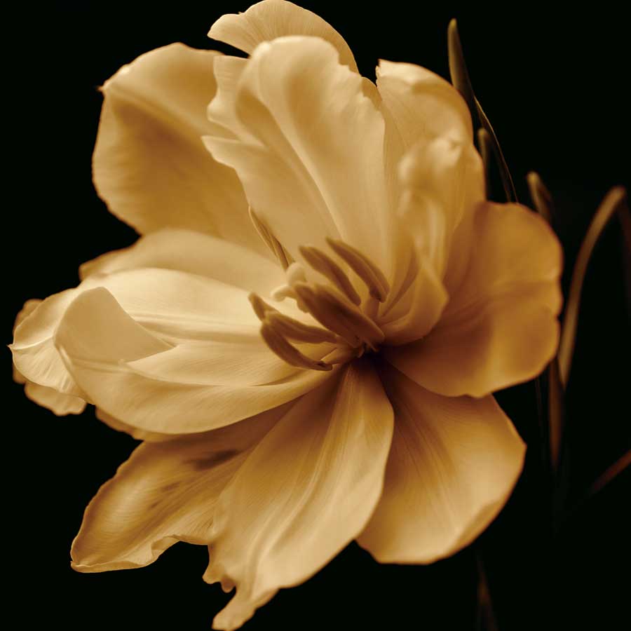 Timeless Grace III by artist  Charles  Britt