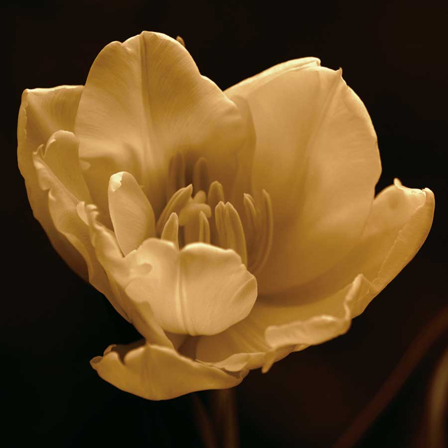 Timeless Grace IV by artist  Charles  Britt