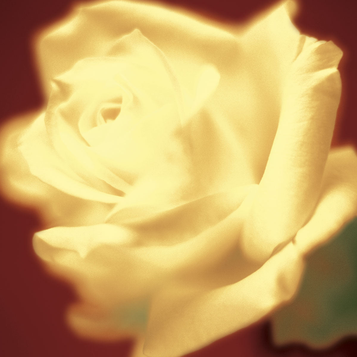 Rose on Red by artist  Jane-Ann Butler