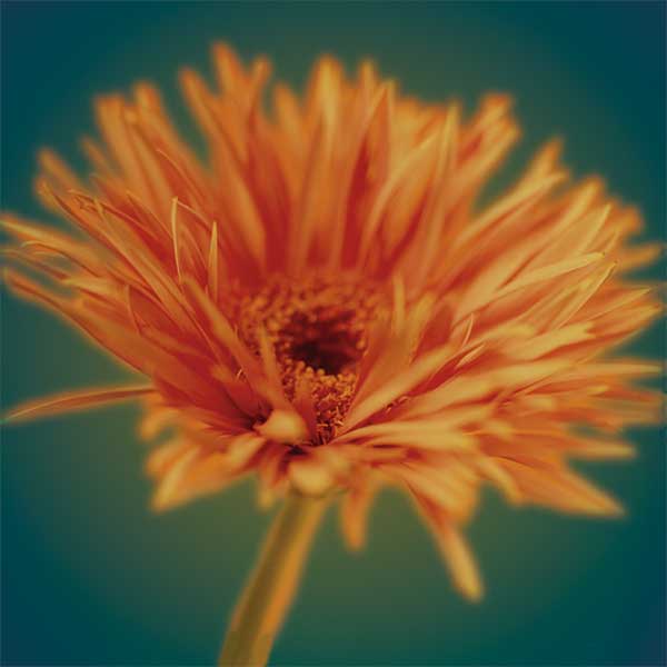 Chrysanthemum on Turquoise by artist  Jane-Ann Butler
