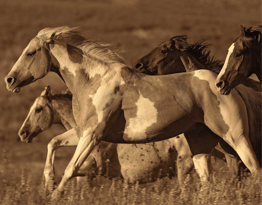 Like the Wind I by artist  Wendy  Caro