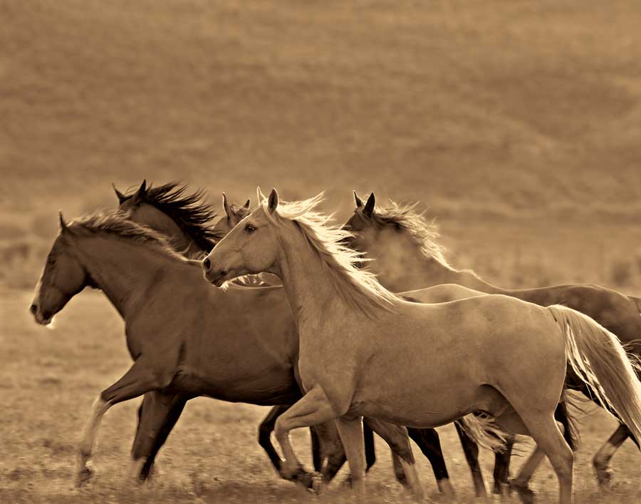 Like the Wind II by artist  Wendy  Caro
