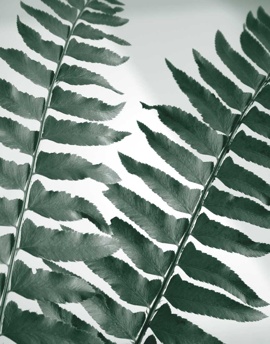 Fern Detail II by artist  Boyce Watt