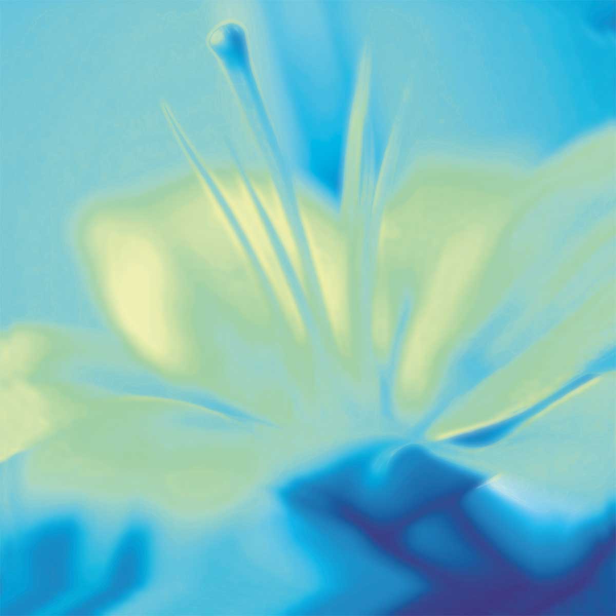 Impression Lily by artist  Jane-Ann Butler