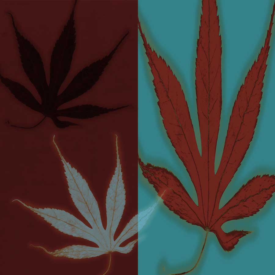 Maple by artist  Jane-Ann Butler