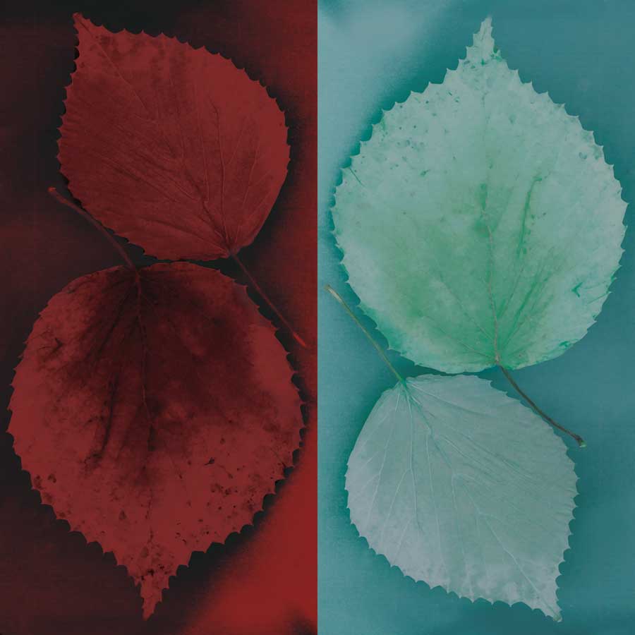 Sycamore by artist  Jane-Ann Butler