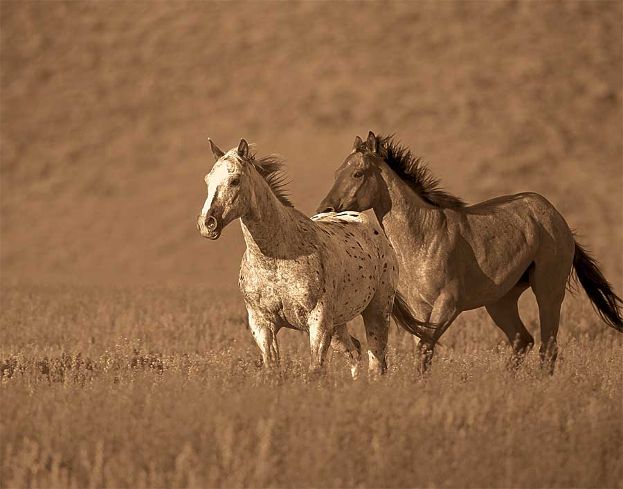 Partners by artist  Wendy Caro