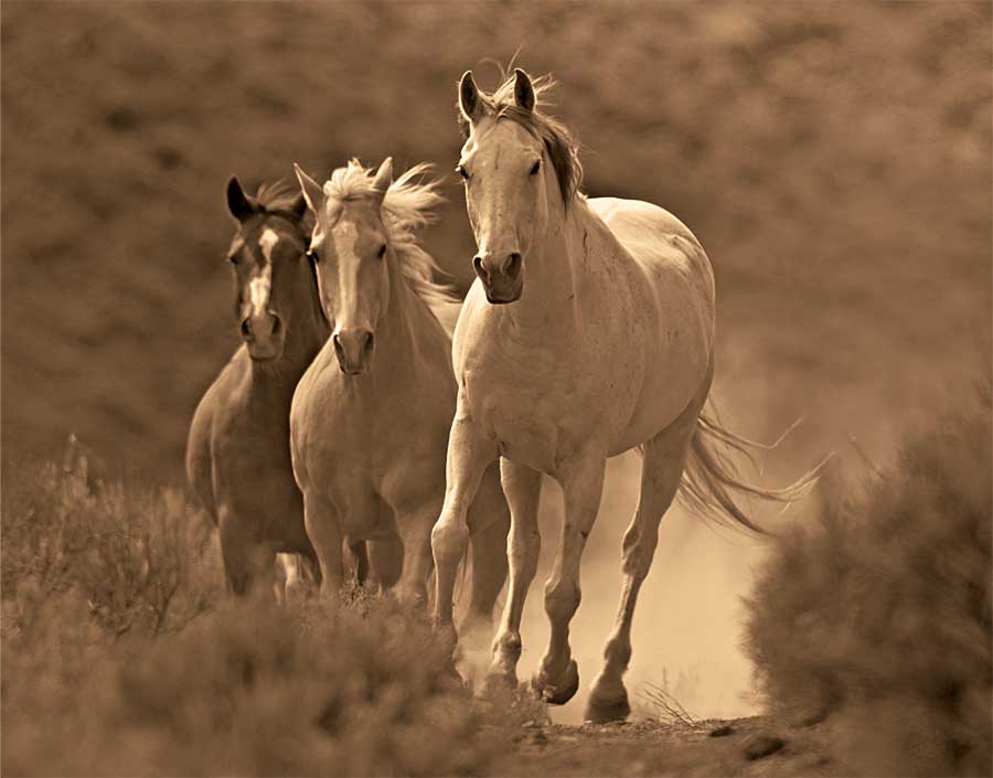 Rangers by artist  Wendy Caro