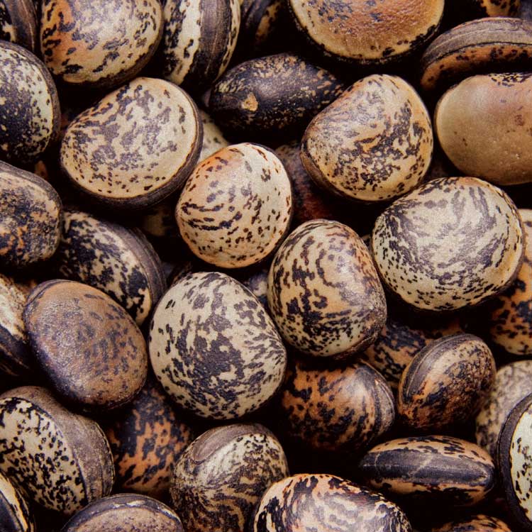 Pebble Textures by artist  Boyce Watt