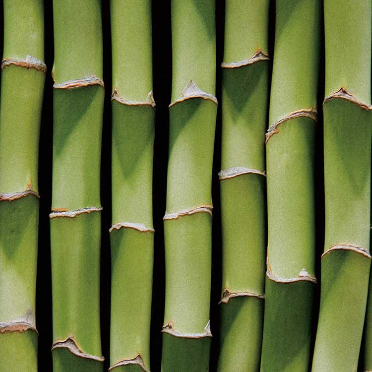 Bamboo Lengths by artist  Boyce Watt