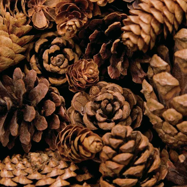 Cone Harvest by artist  Boyce Watt