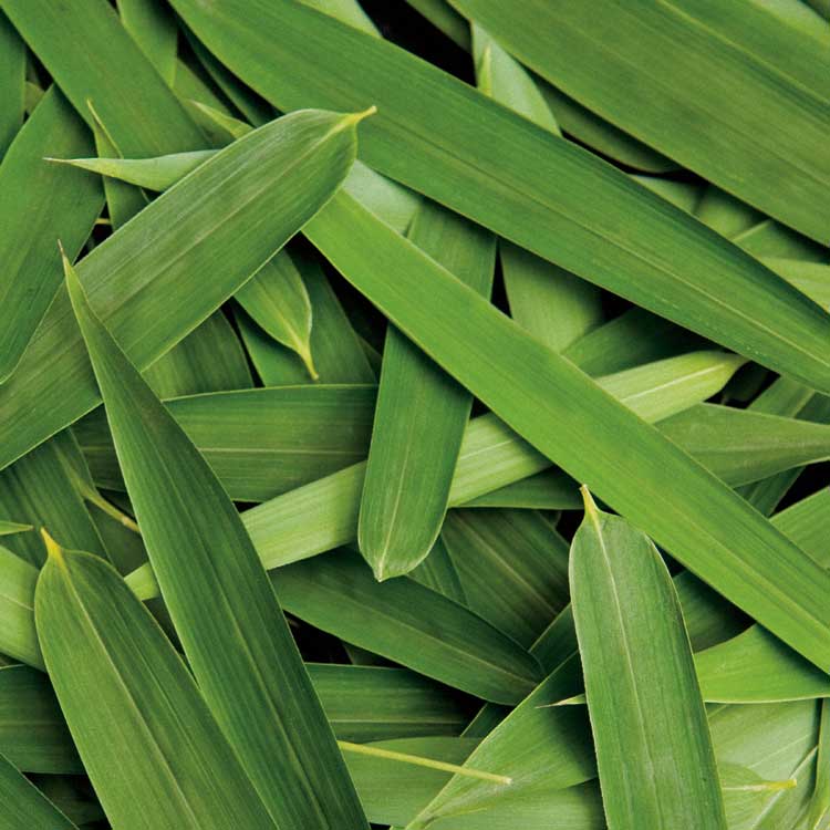 Scattered Leaves by artist  Boyce Watt