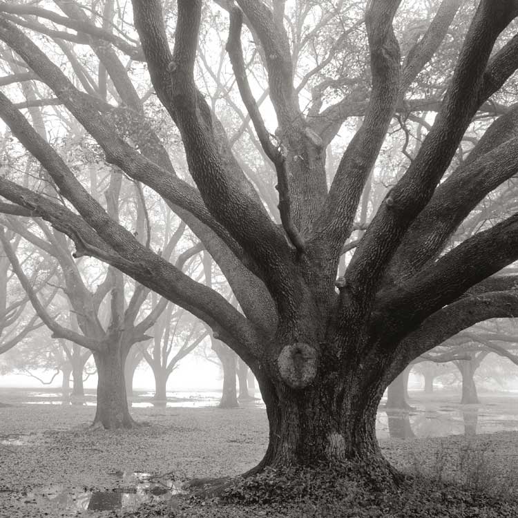 Oak Grove, Winter by artist  William Guion
