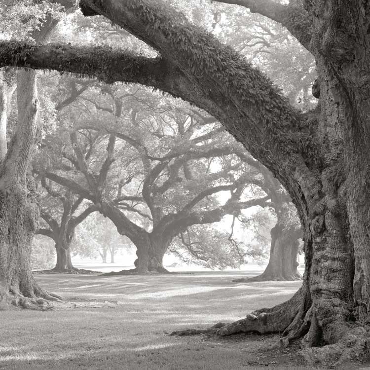 Oak Alley, West Row by artist  William Guion