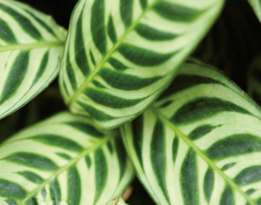 Springtime I by artist  Cinzia Ryan