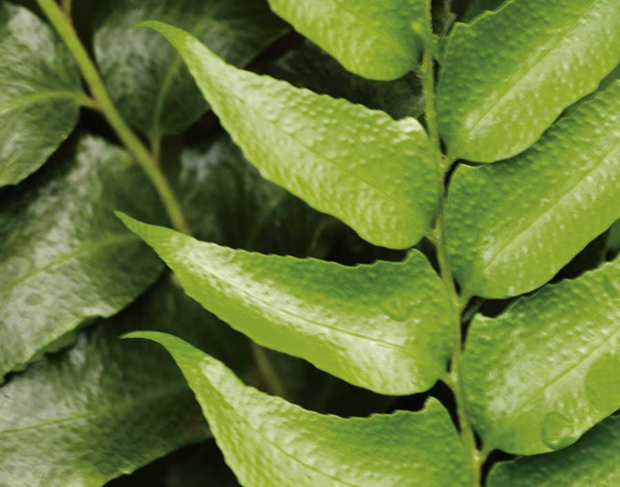 Springtime III by artist  Cinzia Ryan