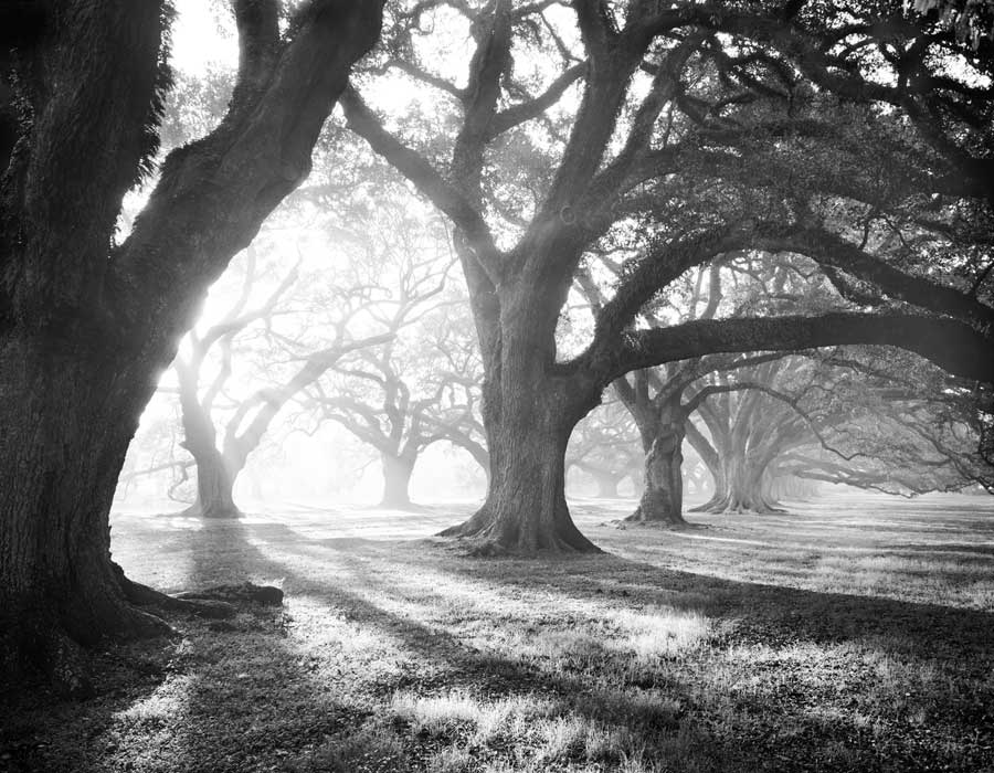 Oak Alley, Light and Shadows by artist  William Guion