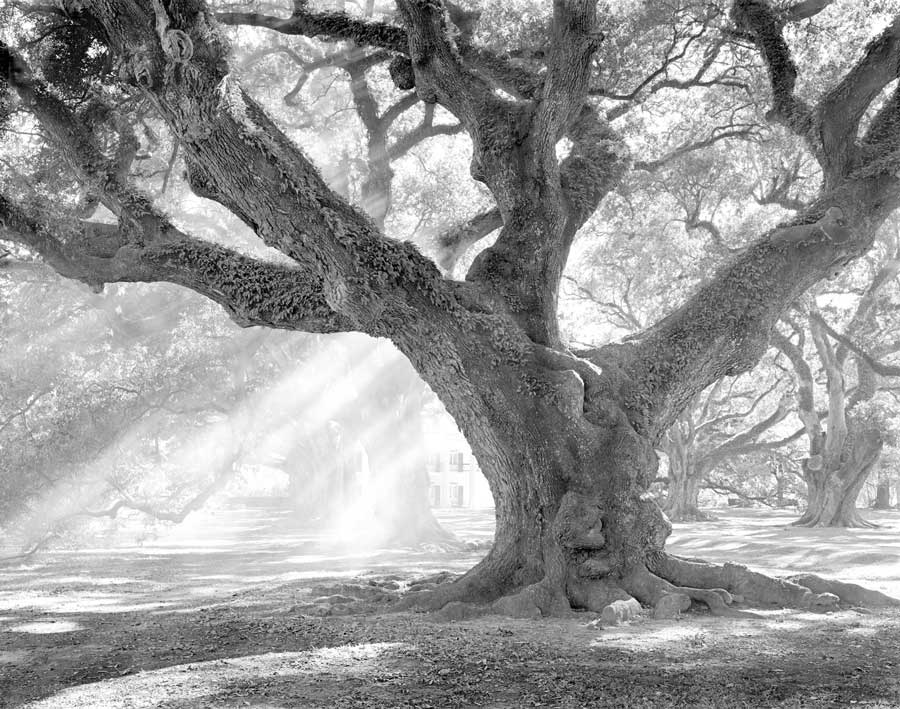 Andrew Oak, Afternoon Light by artist  William Guion