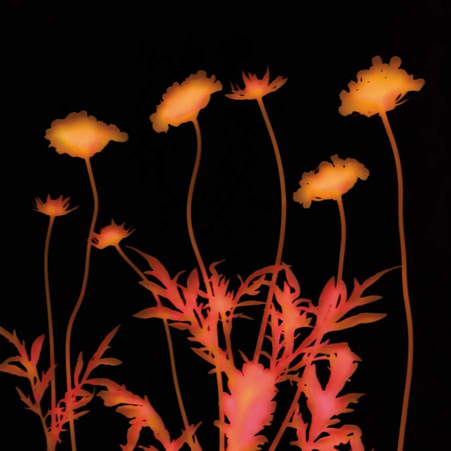 Delight by artist  Ethan  Jantzer