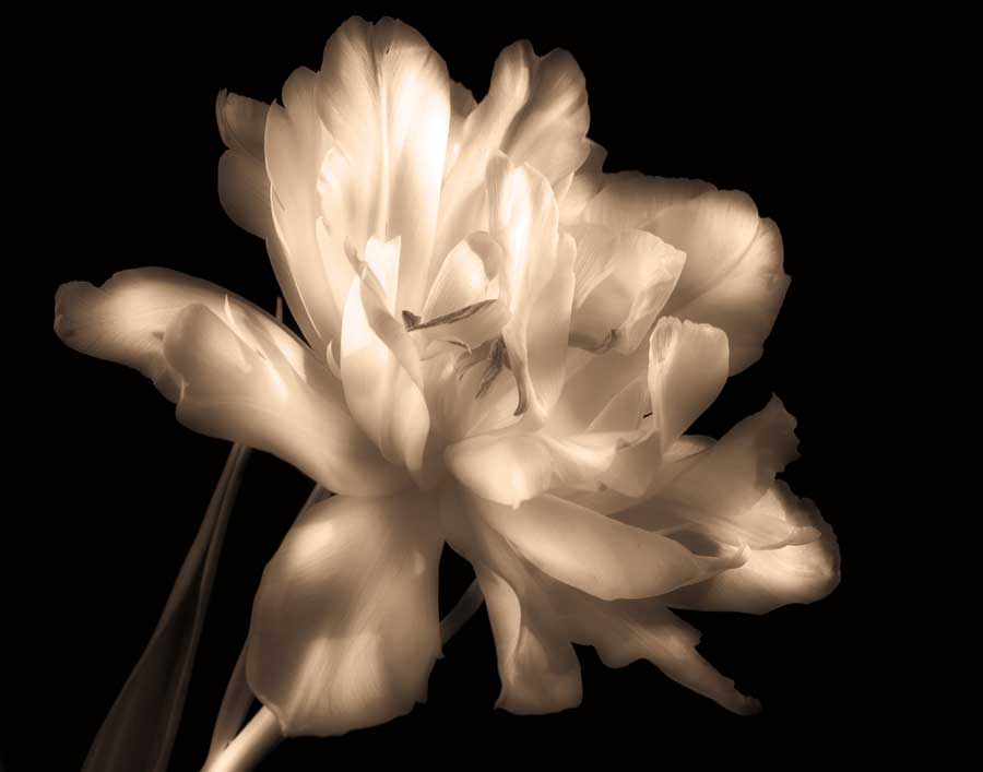 Double Dappled II by artist Charles Britt