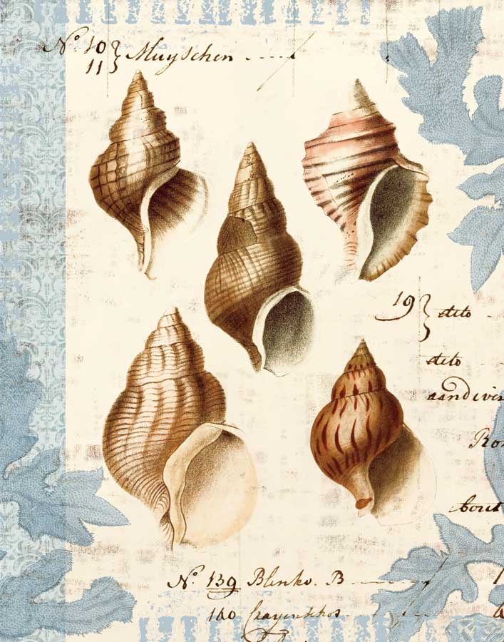 Seashell Collection II by artist Sabine Berg