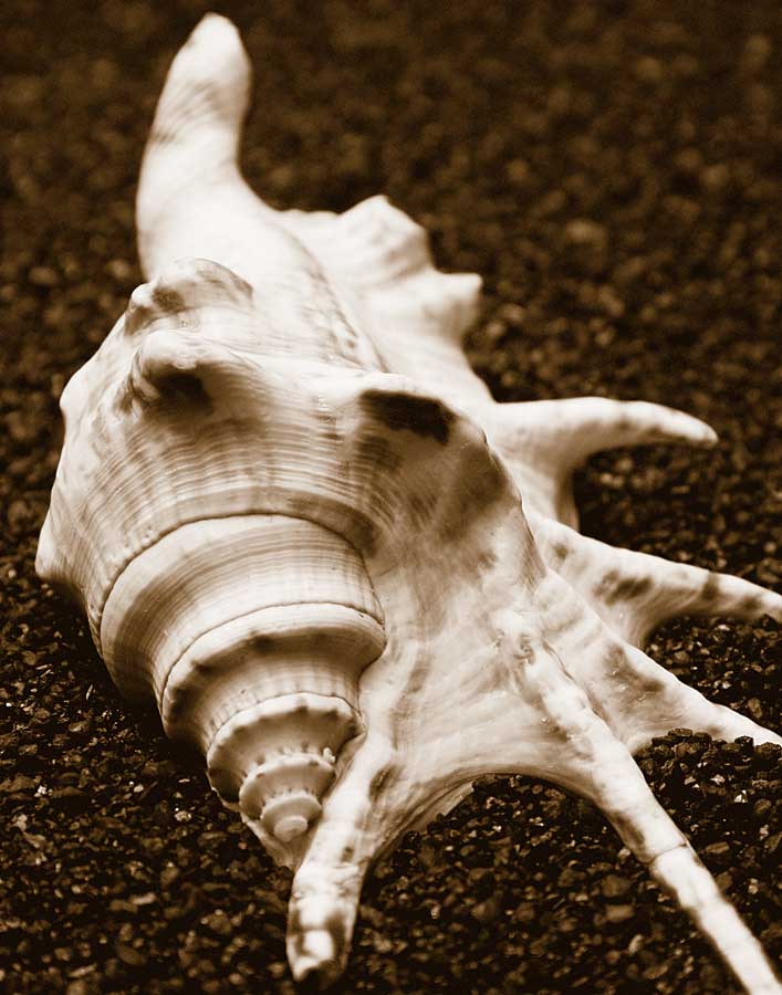 Sea Gallery I by artist  Boyce Watt